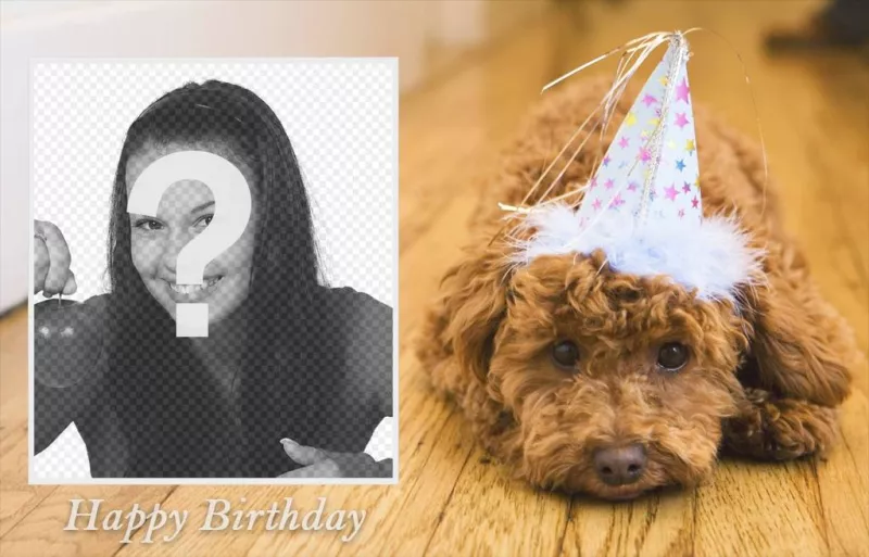 Immagini Stock - Cane Davanti A Una Torta Di Compleanno